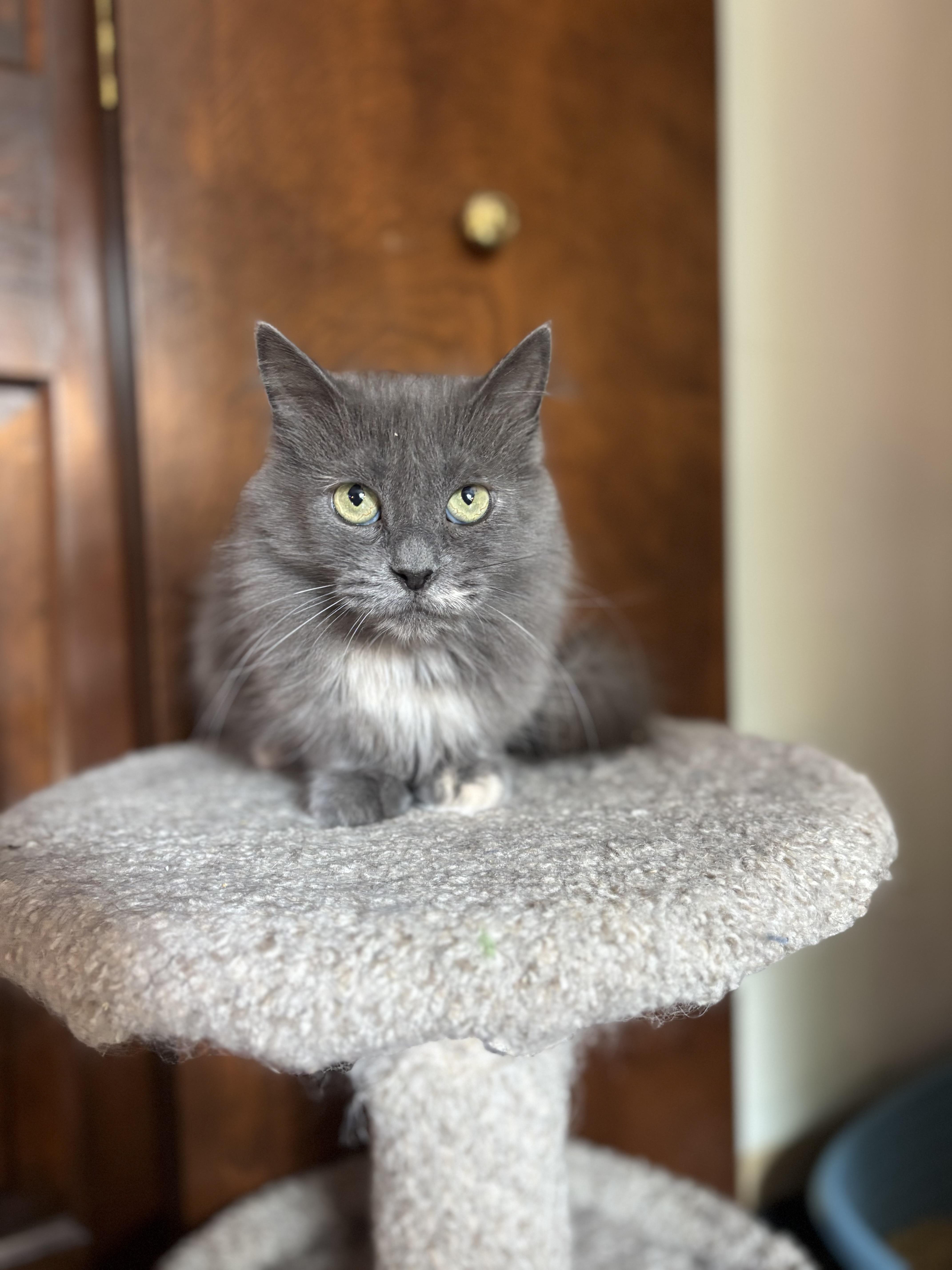 Puddle, a Adoptable Domestic Long Hair in Ortonville, MI image 2/6