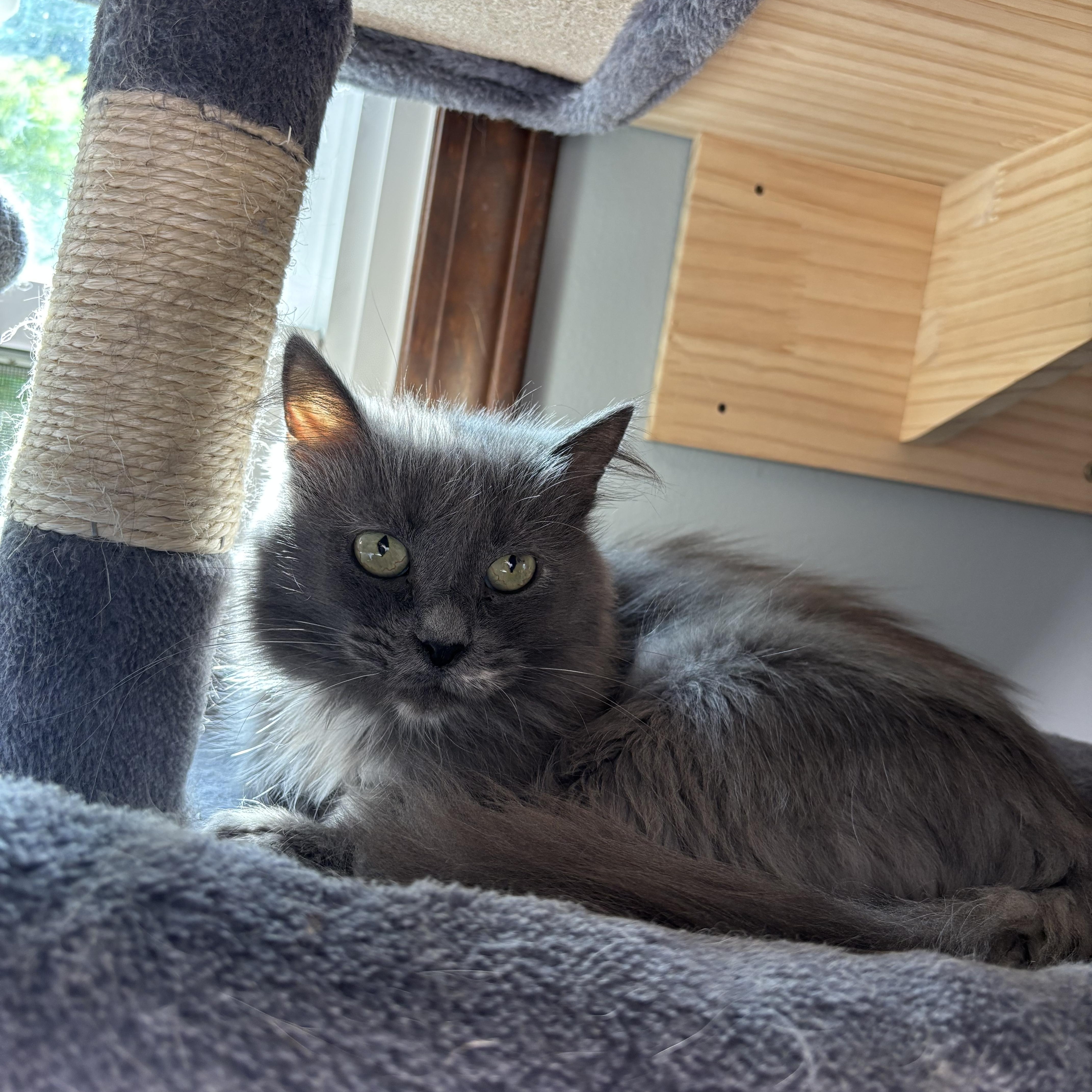 Puddle, a Adoptable Domestic Long Hair in Ortonville, MI image 4/6