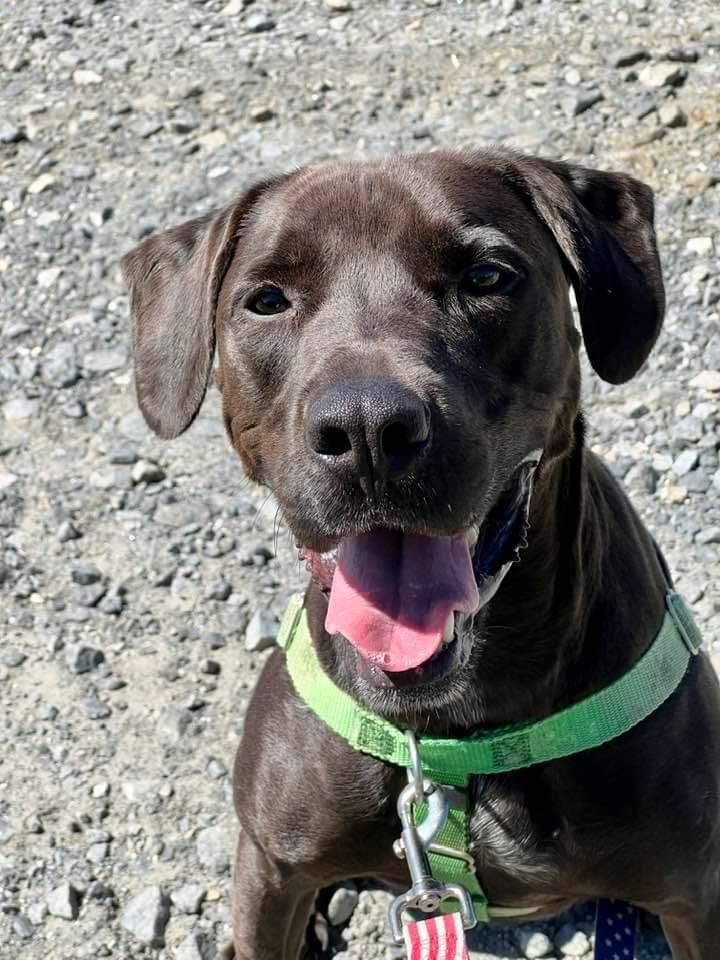Enlarge Brett, a Adoptable mixed breed in Fort Mill, SC image 1/6