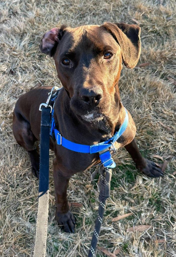 Enlarge Brett, a Adoptable mixed breed in Fort Mill, SC image 2/5