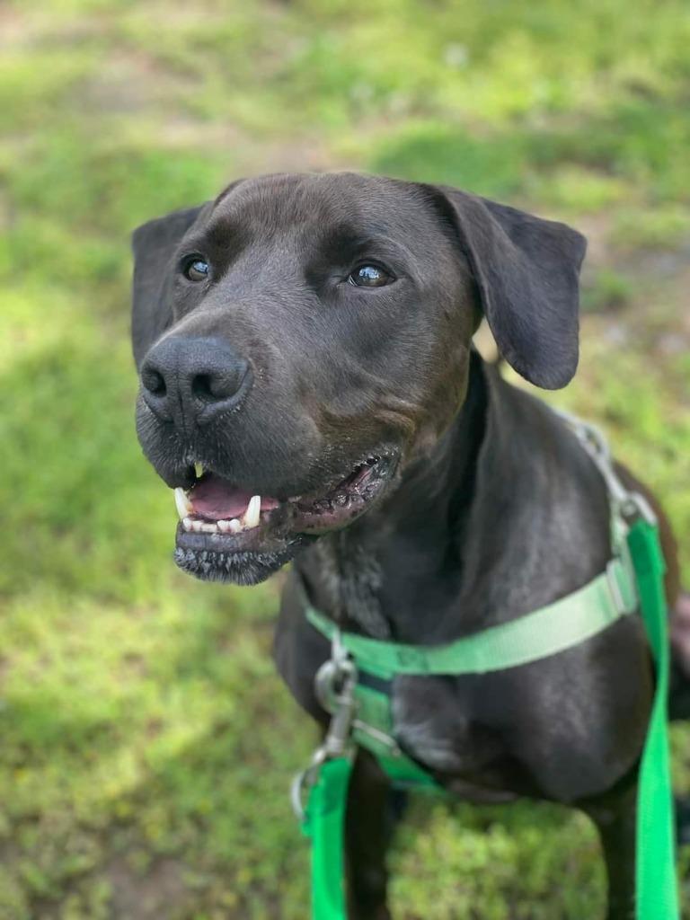 Enlarge Brett, a Adoptable mixed breed in Fort Mill, SC image 4/6