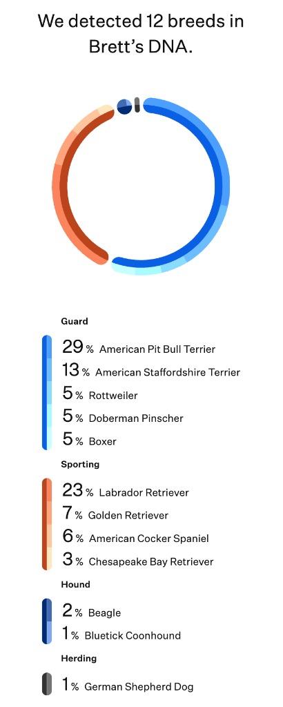 Enlarge Brett, a Adoptable mixed breed in Fort Mill, SC image 3/5