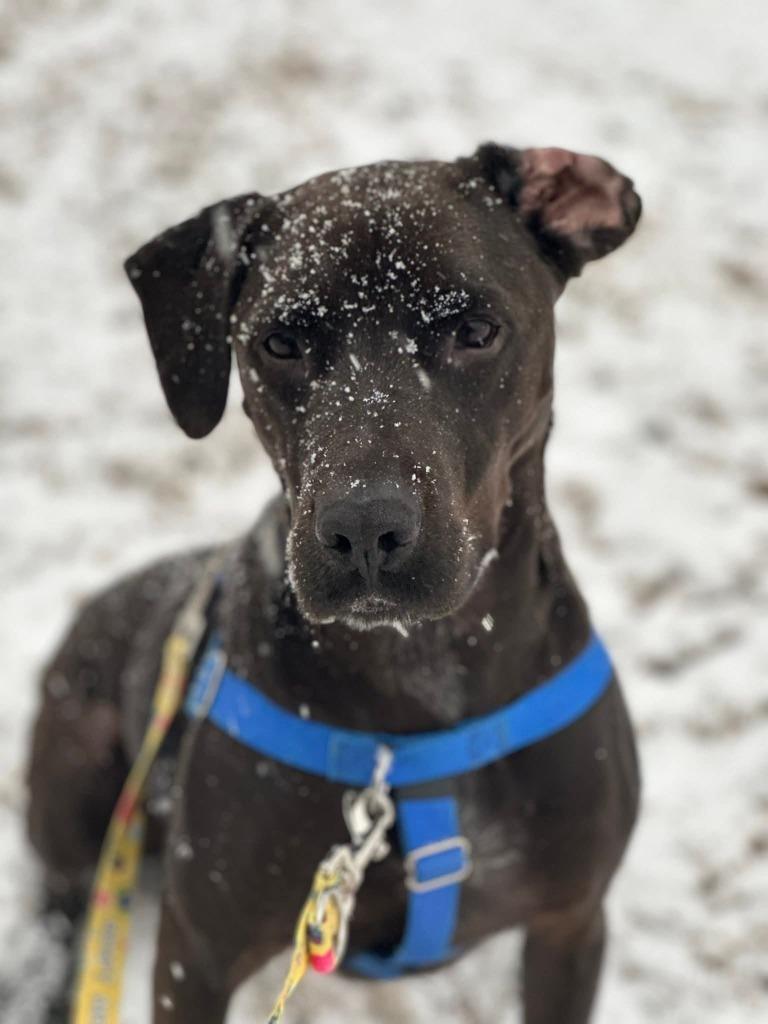 Enlarge Brett, a Adoptable mixed breed in Fort Mill, SC image 6/6