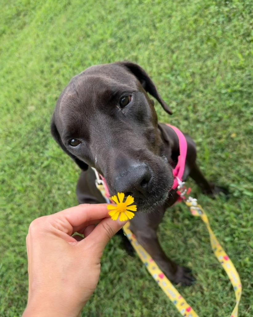 Brett, a Adoptable mixed breed in Fort Mill, SC image 6/6