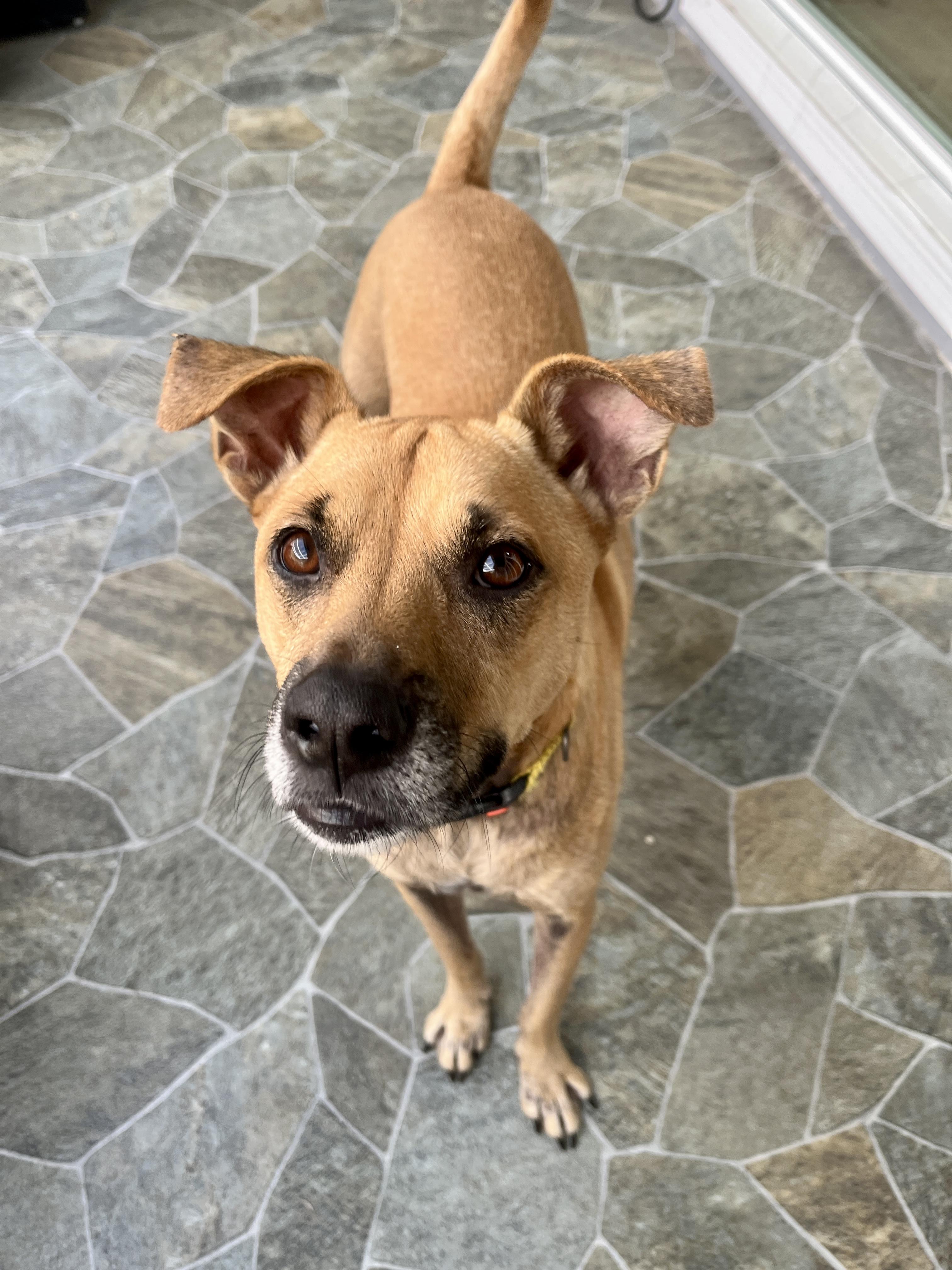 Enlarge Oreo, a Adoptable mixed breed in Los Angeles, CA image 2/4