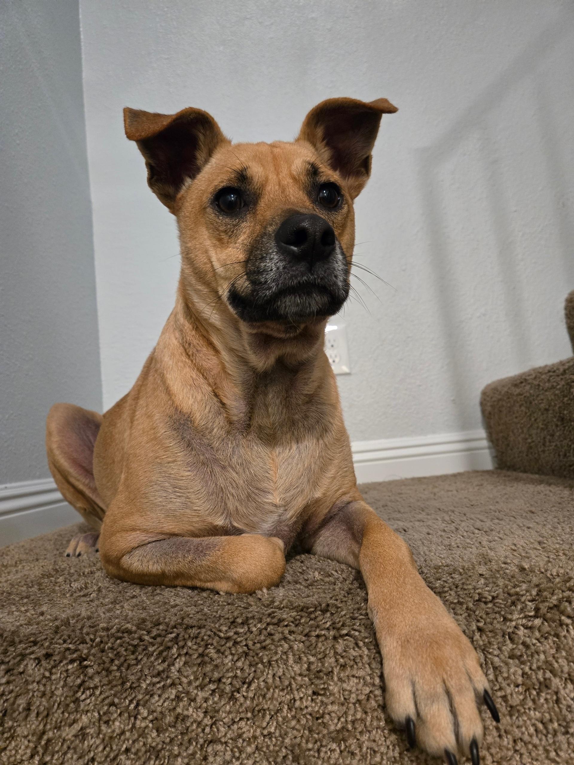 Oreo, Adoptable, Adult Male Labrador Retriever.