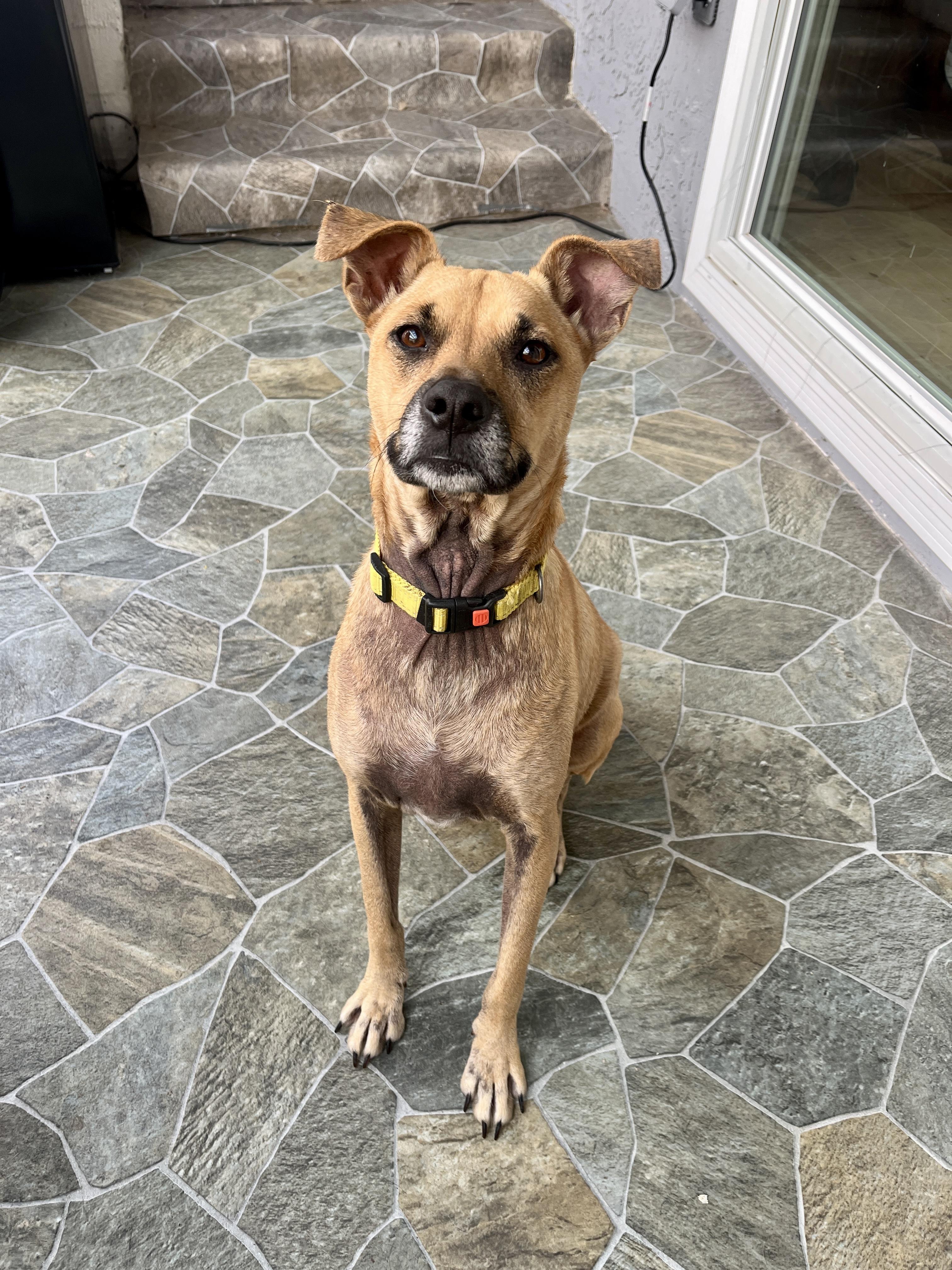 Enlarge Oreo, a Adoptable mixed breed in Los Angeles, CA image 3/4