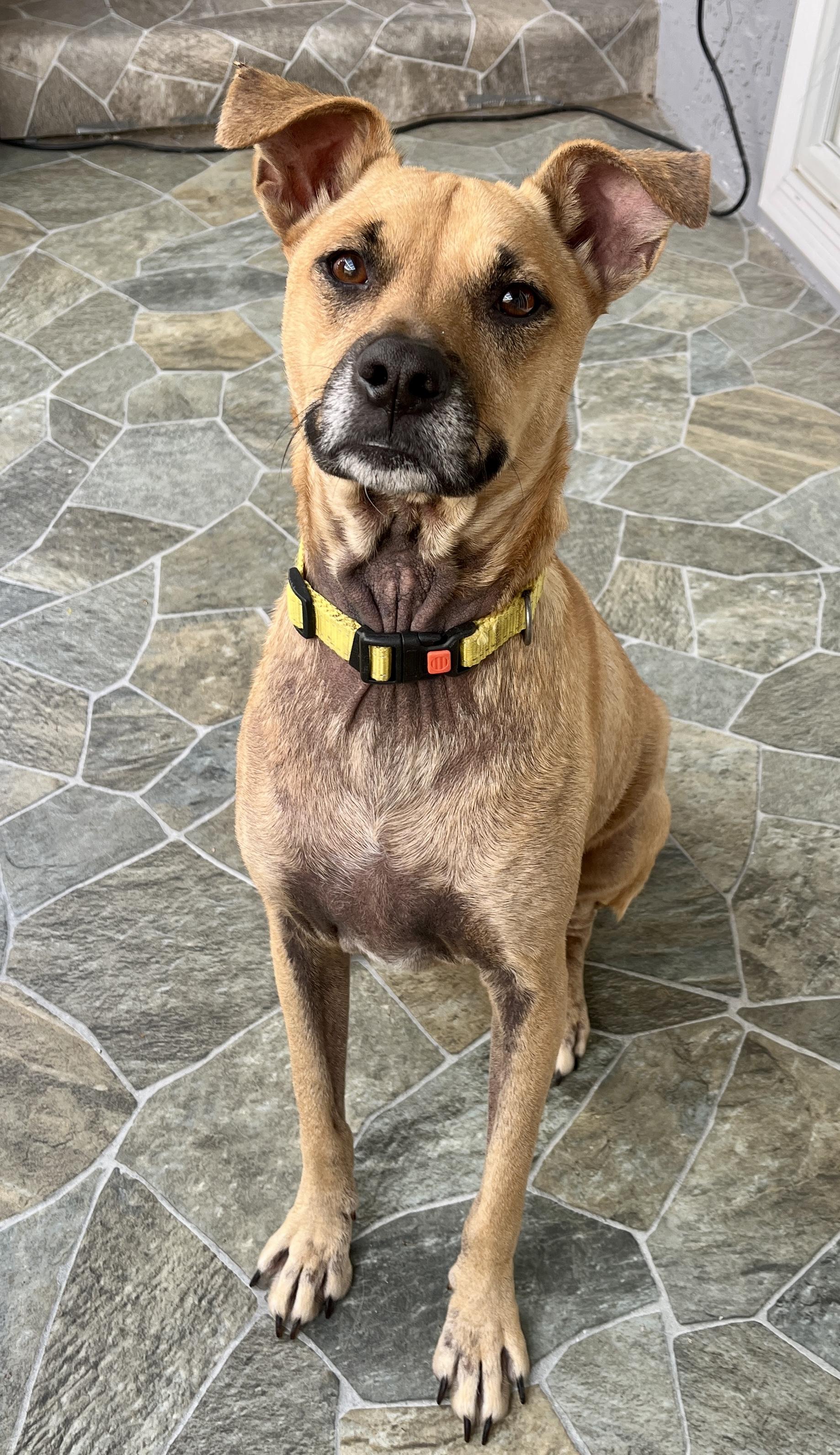 Enlarge Oreo, a Adoptable mixed breed in Los Angeles, CA image 4/4