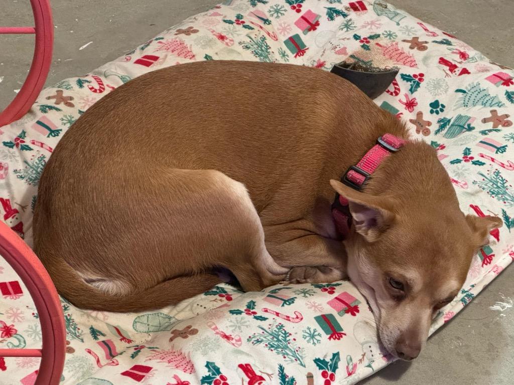 Enlarge Orville, a Adoptable Chihuahua in Gorham, ME image 4/5