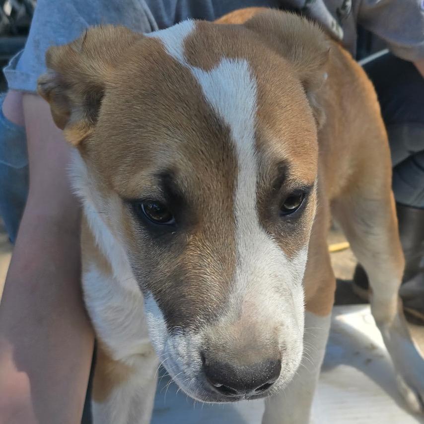 Enlarge Ham, a Adoptable mixed breed in Klamath Falls, OR image 1/1