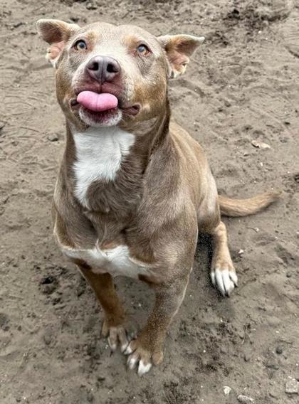 Scooter, Adoptable, Adult Male Mixed Breed & Mixed Breed.