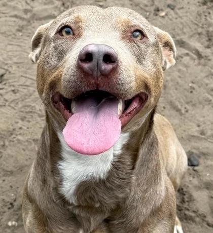 Scooter, a Adoptable mixed breed in Savannah, GA image 2/3