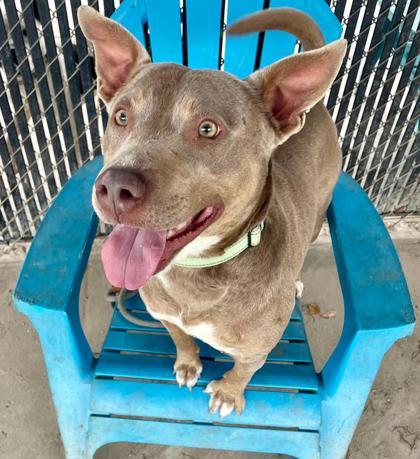 Scooter, a Adoptable mixed breed in Savannah, GA image 3/3
