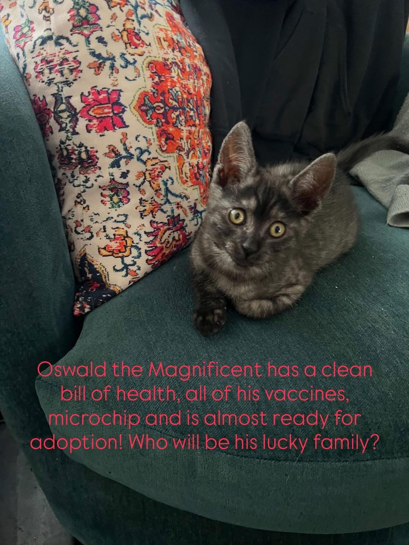 Oswald, Adopted, Kitten Male Tabby & Domestic Short Hair.