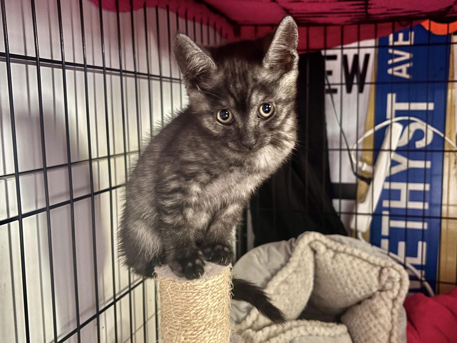 Enlarge Oswald, a Adopted mixed breed in Laguna Niguel, CA image 3/3