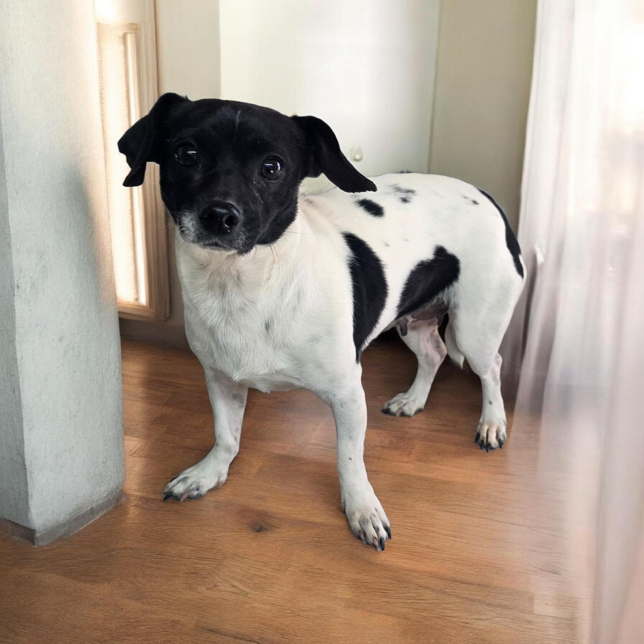 Enlarge Priscilla, a ADOPTABLE mixed breed in Dallas, GA image 1/1