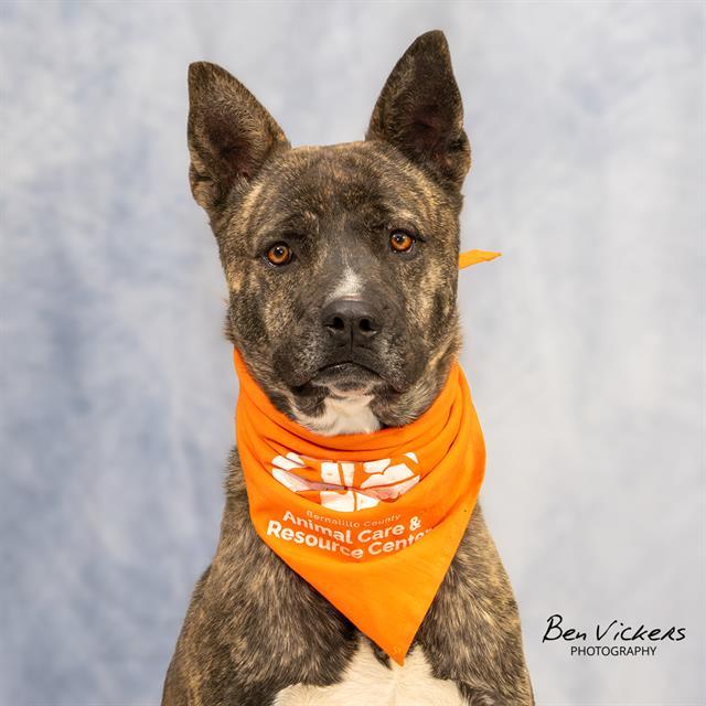 EXPO, Adoptable, Young Male Pit Bull Terrier & Mixed Breed.