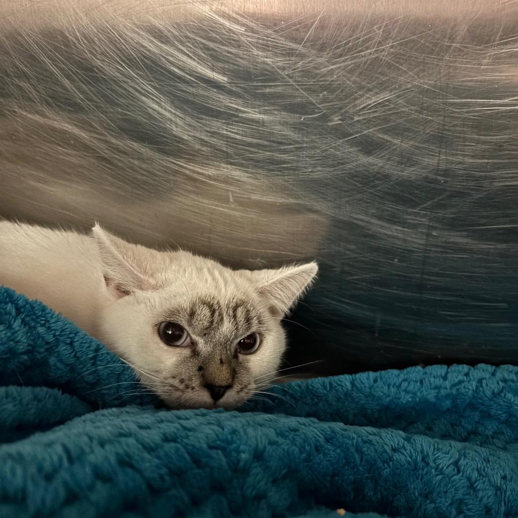 John Snow, ADOPTABLE, Young Male Domestic Short Hair.