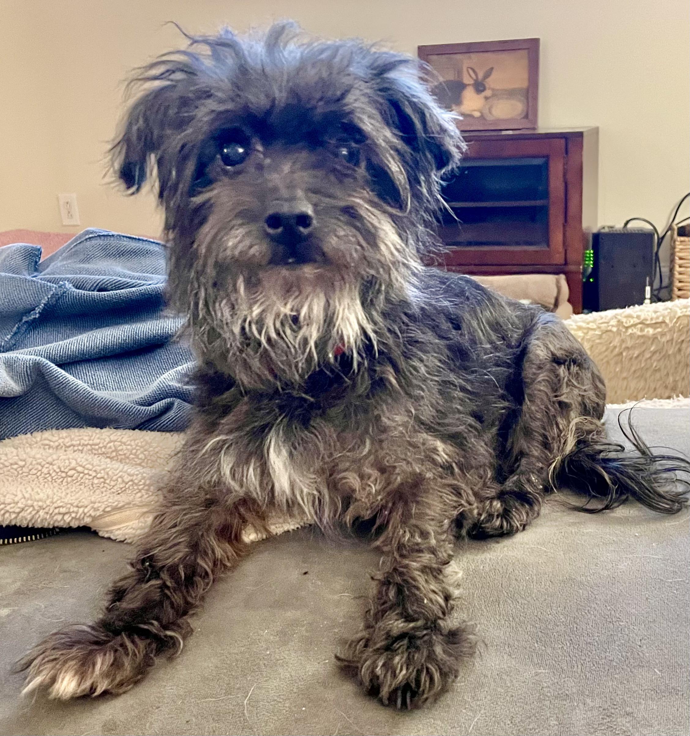 Enlarge Cupcake, a Adopted mixed breed in Clarkesville, GA image 2/4