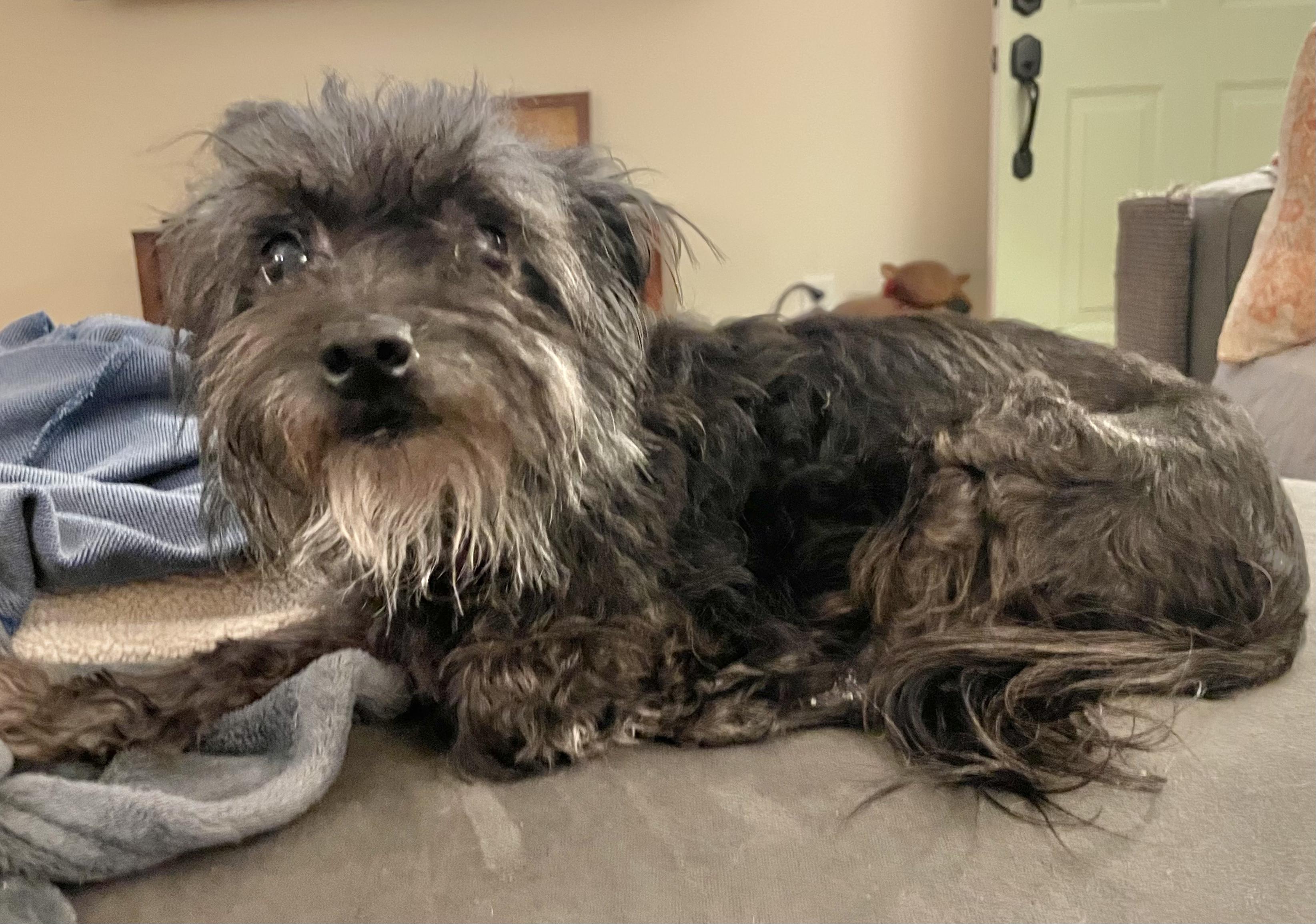 Enlarge Cupcake, a Adopted mixed breed in Clarkesville, GA image 3/4