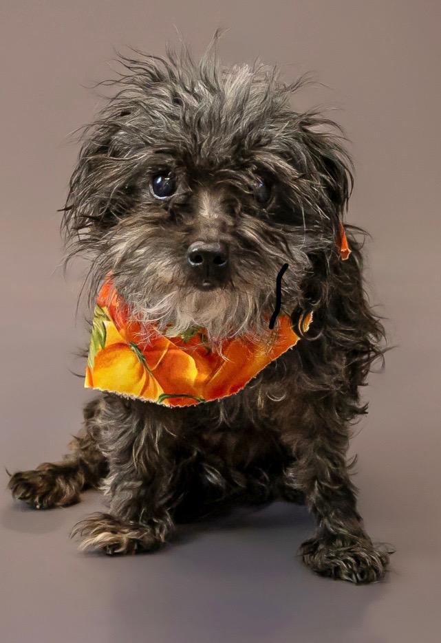 Cupcake, Adopted, Senior Female Yorkshire Terrier.