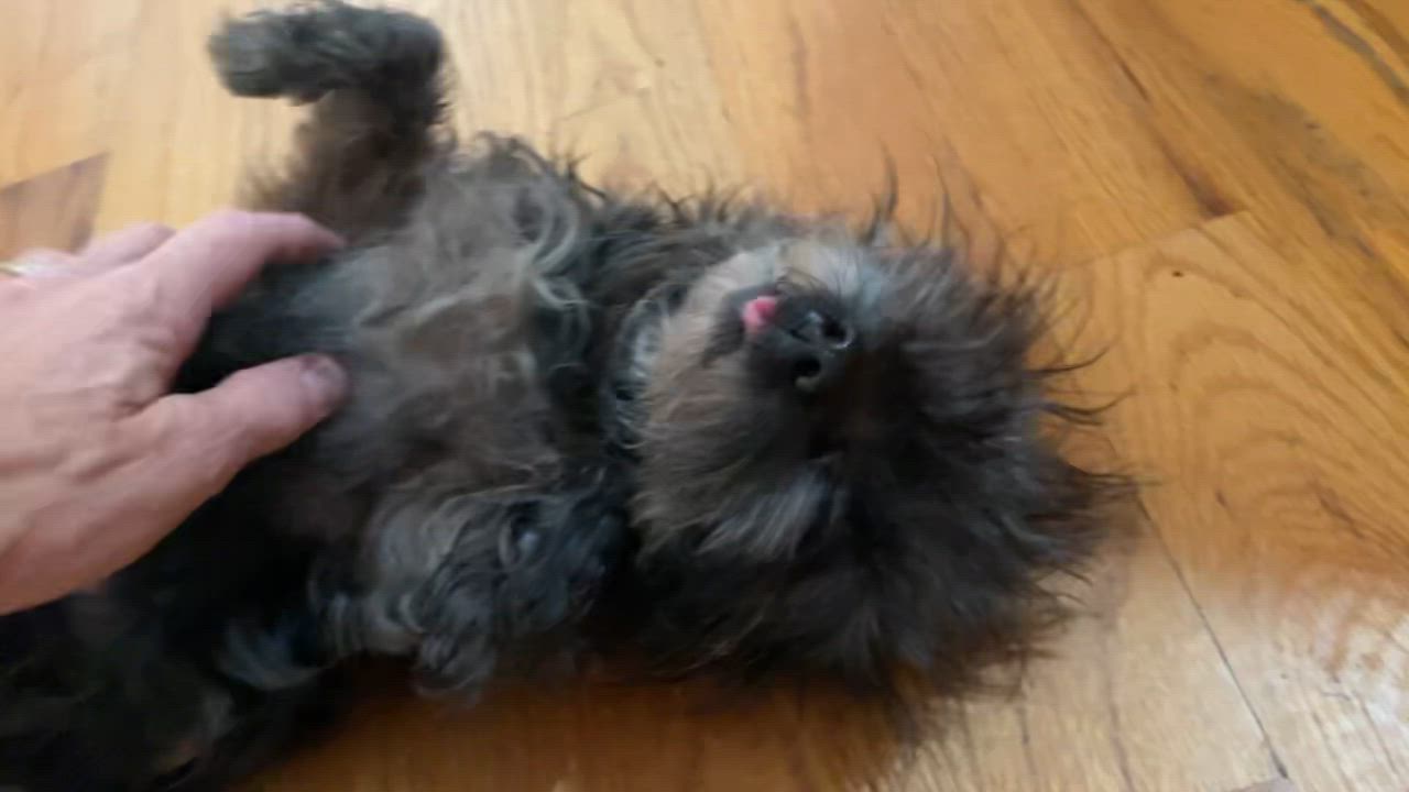 Enlarge Cupcake, a Adopted mixed breed in Clarkesville, GA video 4/4