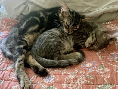 Milo & Fiona 6