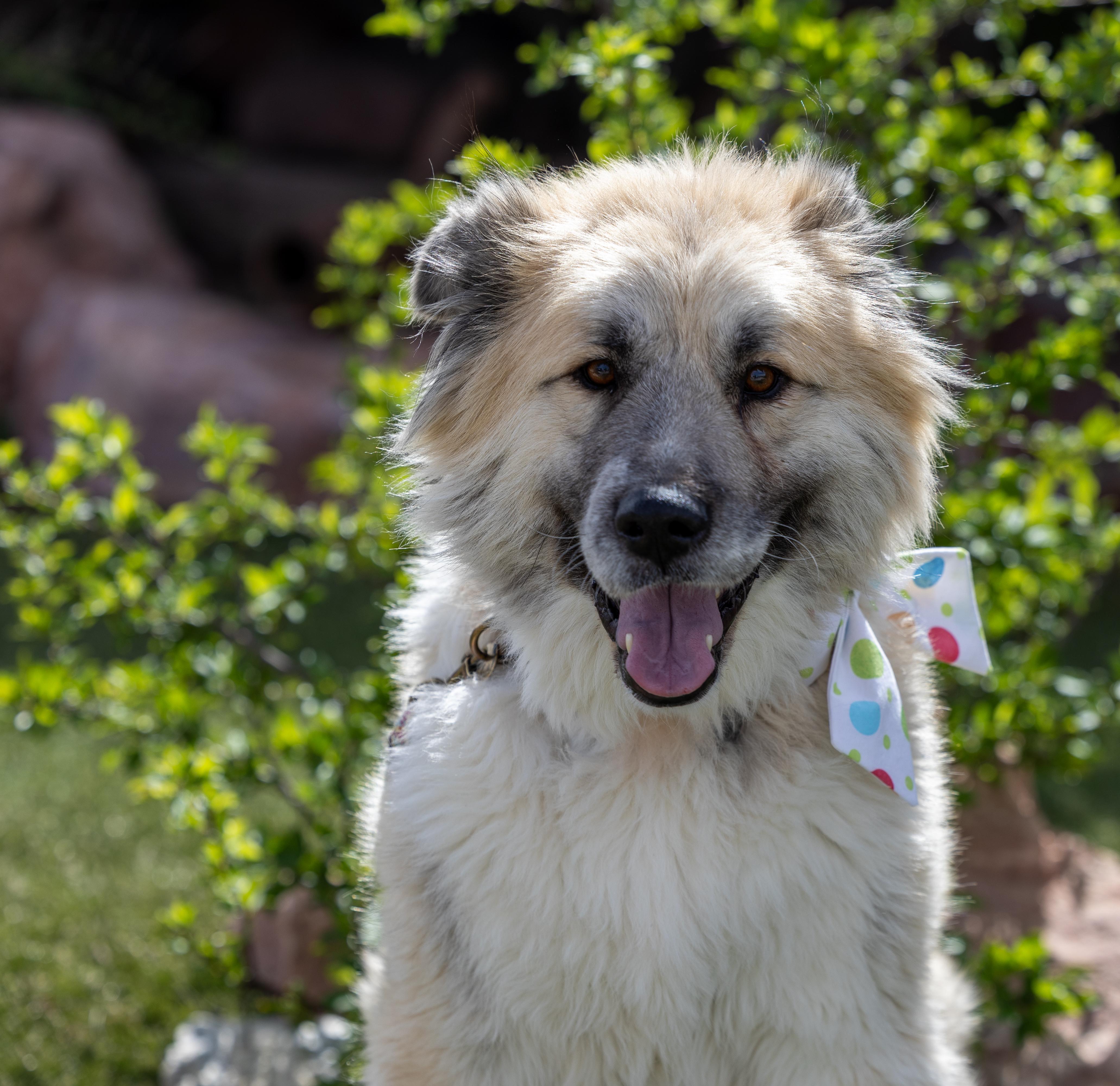 Enlarge Kuma, an adoptable mixed breed in Clarkdale, AZ image 2/4