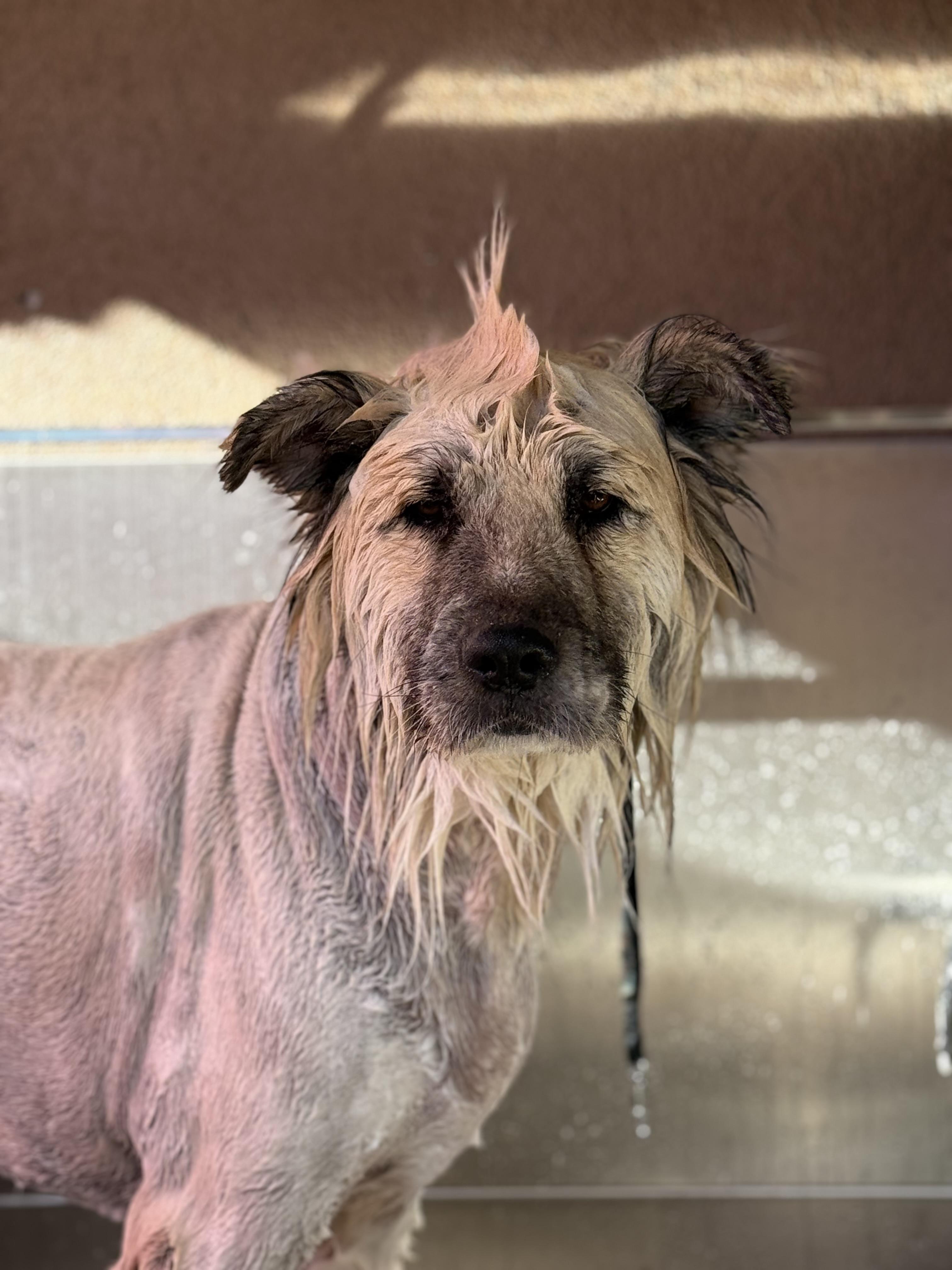 Enlarge Kuma, an adoptable mixed breed in Clarkdale, AZ image 3/3