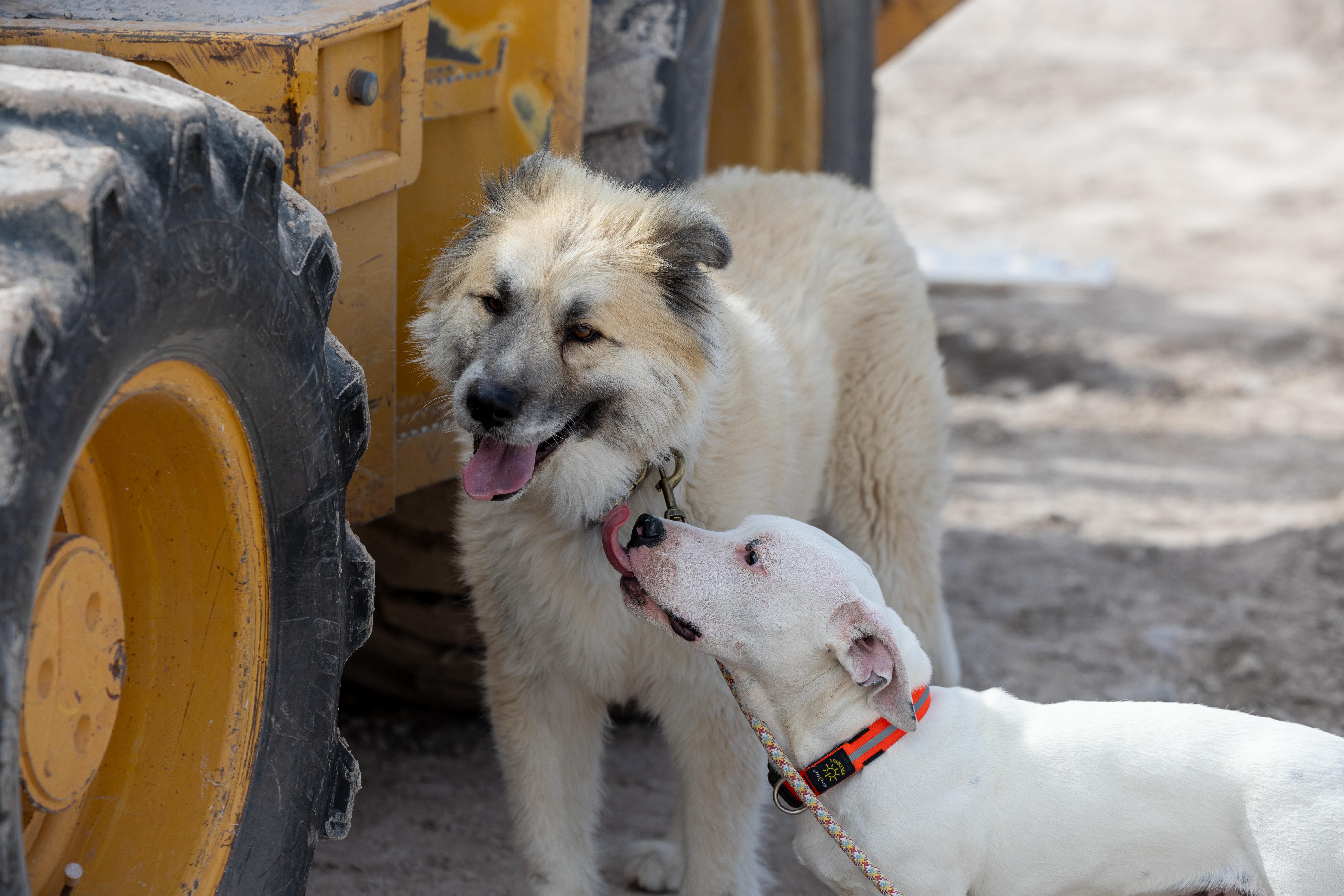 Enlarge Kuma, an adoptable mixed breed in Clarkdale, AZ image 3/4