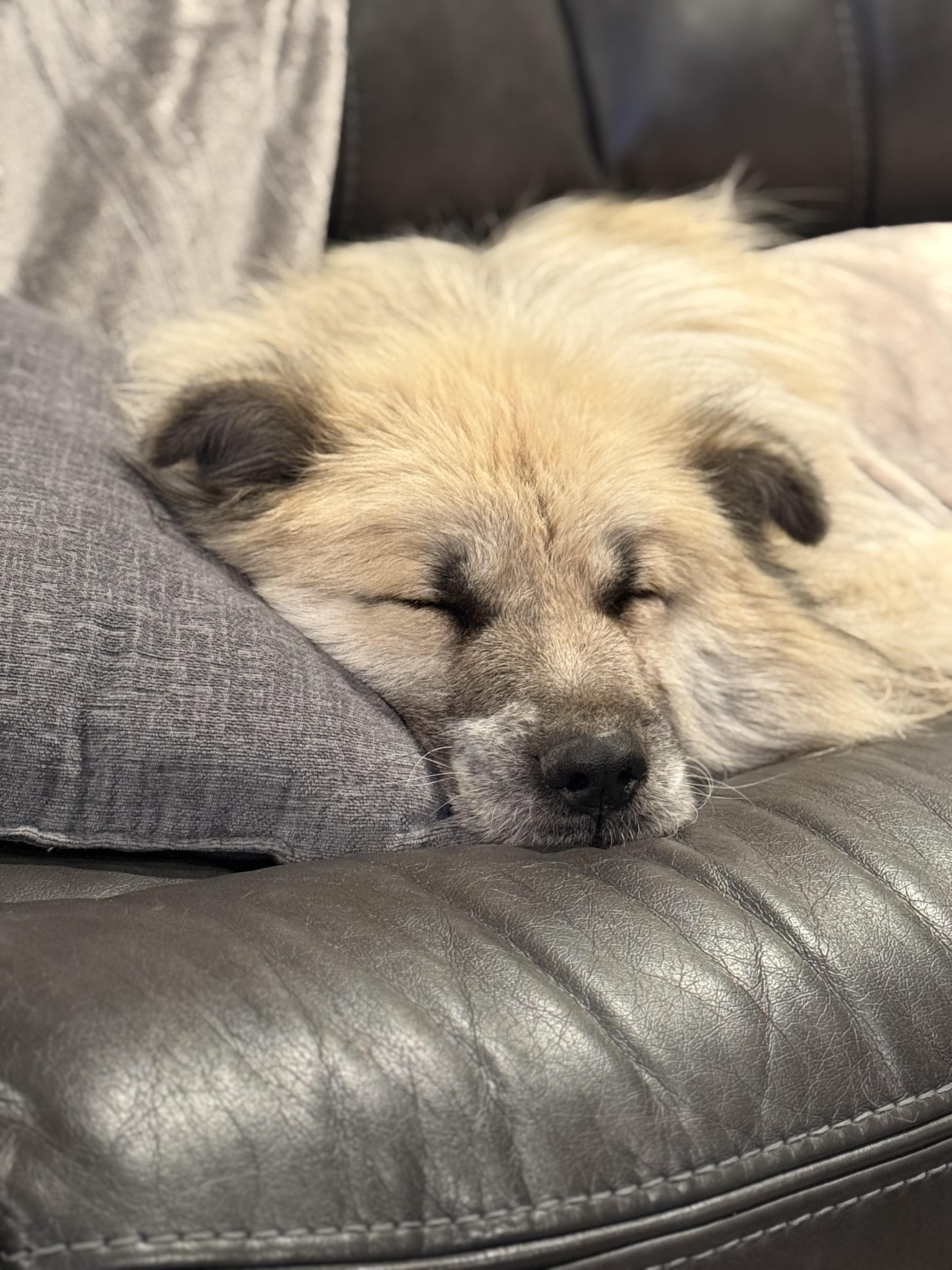 Enlarge Kuma, an adoptable mixed breed in Clarkdale, AZ image 2/3