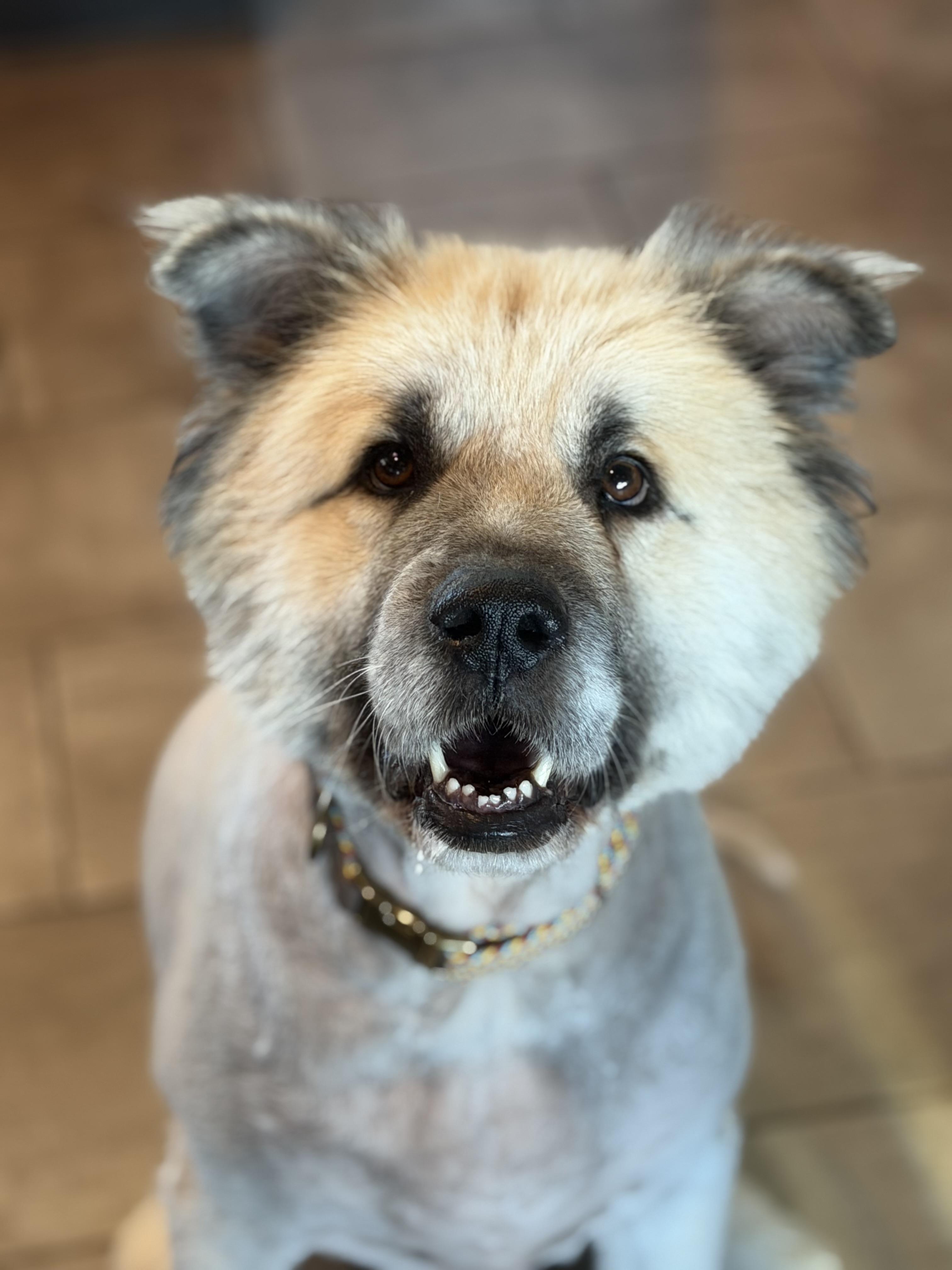 Enlarge Kuma, an adoptable mixed breed in Clarkdale, AZ image 1/3