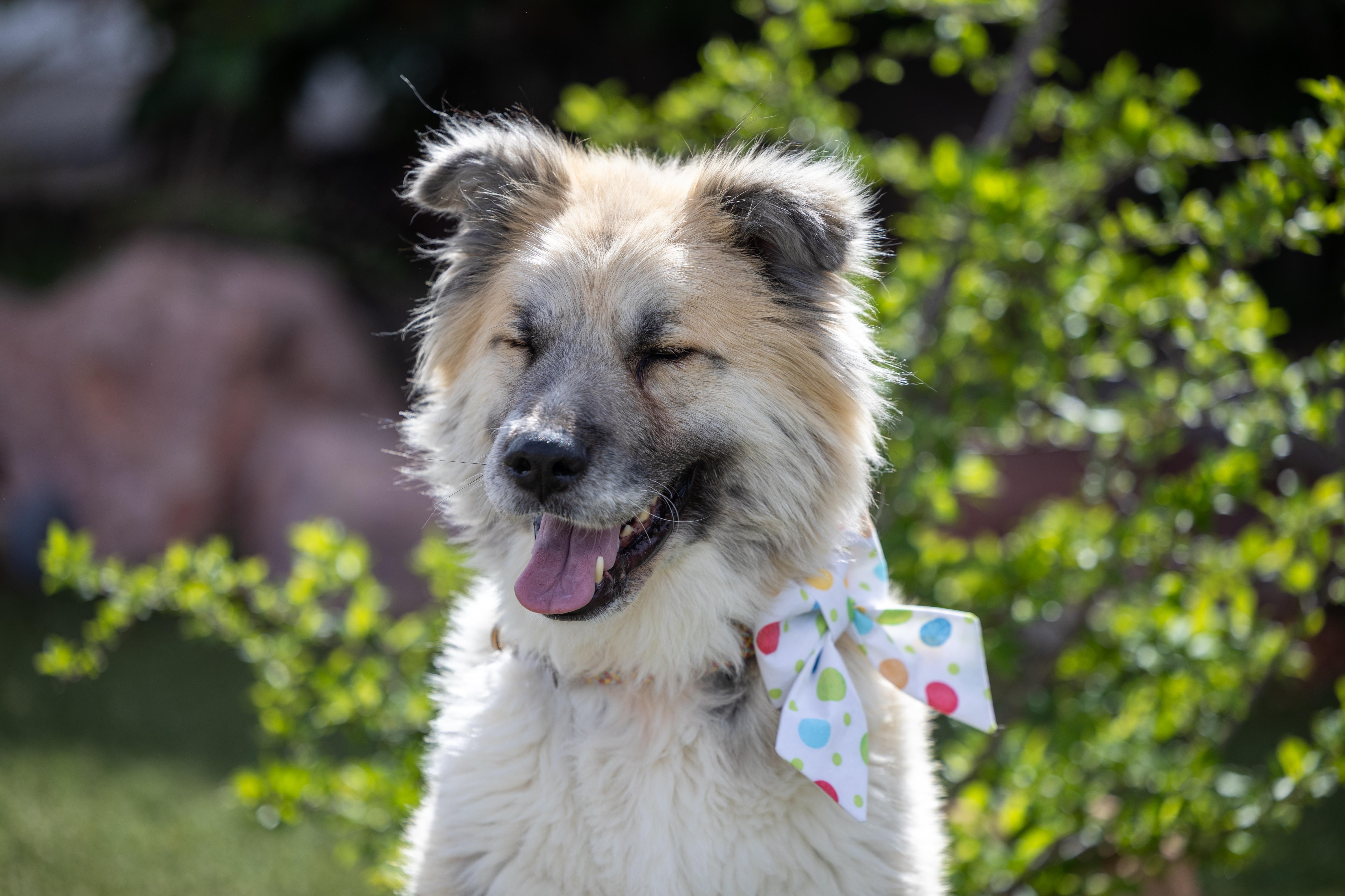 Kuma, adoptable, Adult Female Great Pyrenees.
