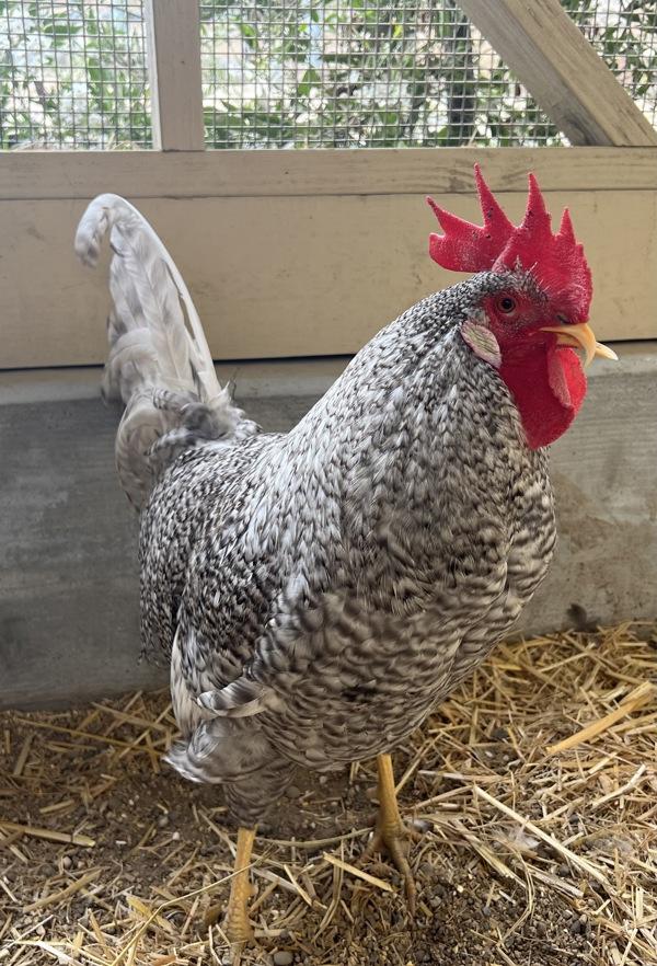 Edward Scissor Beak, Adoptable, Baby Male Chicken.