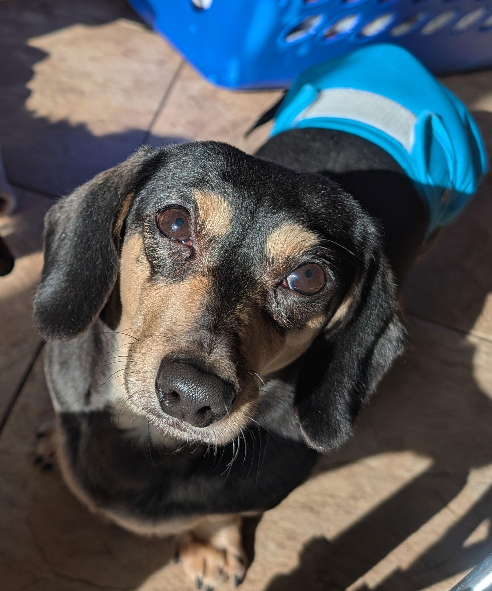 Clair, Adoptable, Adult Female Dachshund.