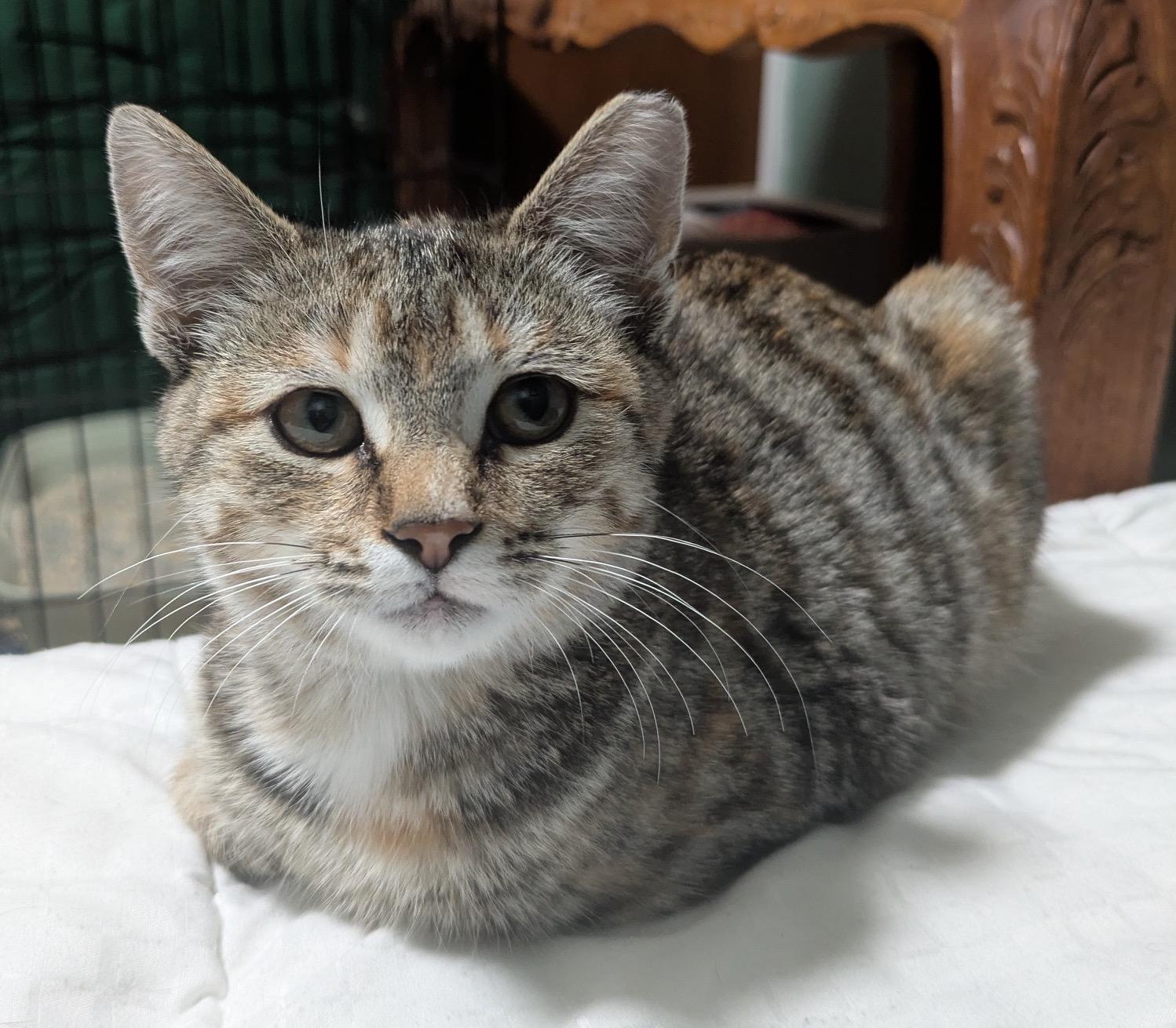 Enlarge Miette, a ADOPTABLE Domestic Short Hair in Washington Grove, MD image 2/4