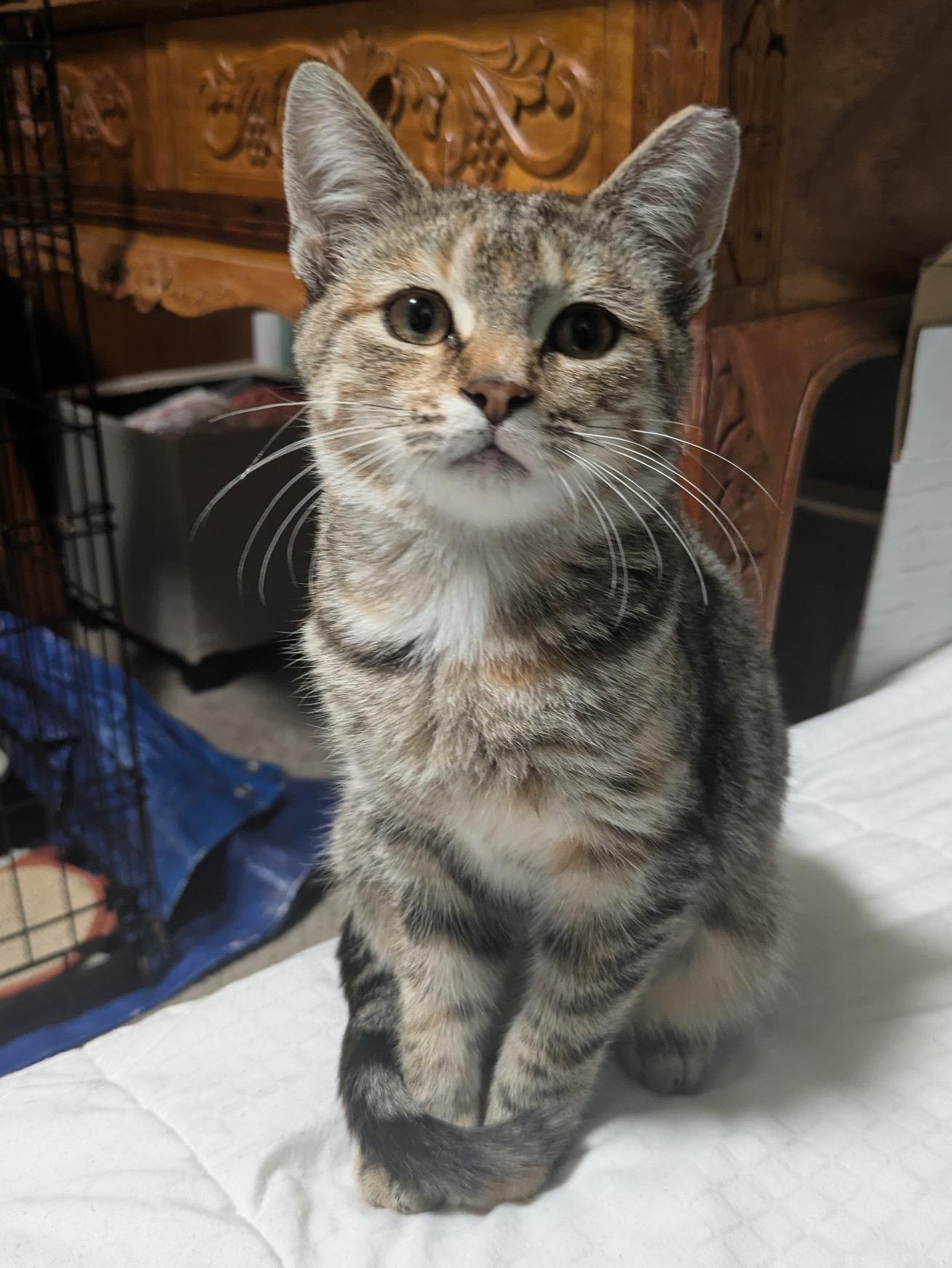 Miette, ADOPTABLE, Kitten Female Domestic Short Hair.
