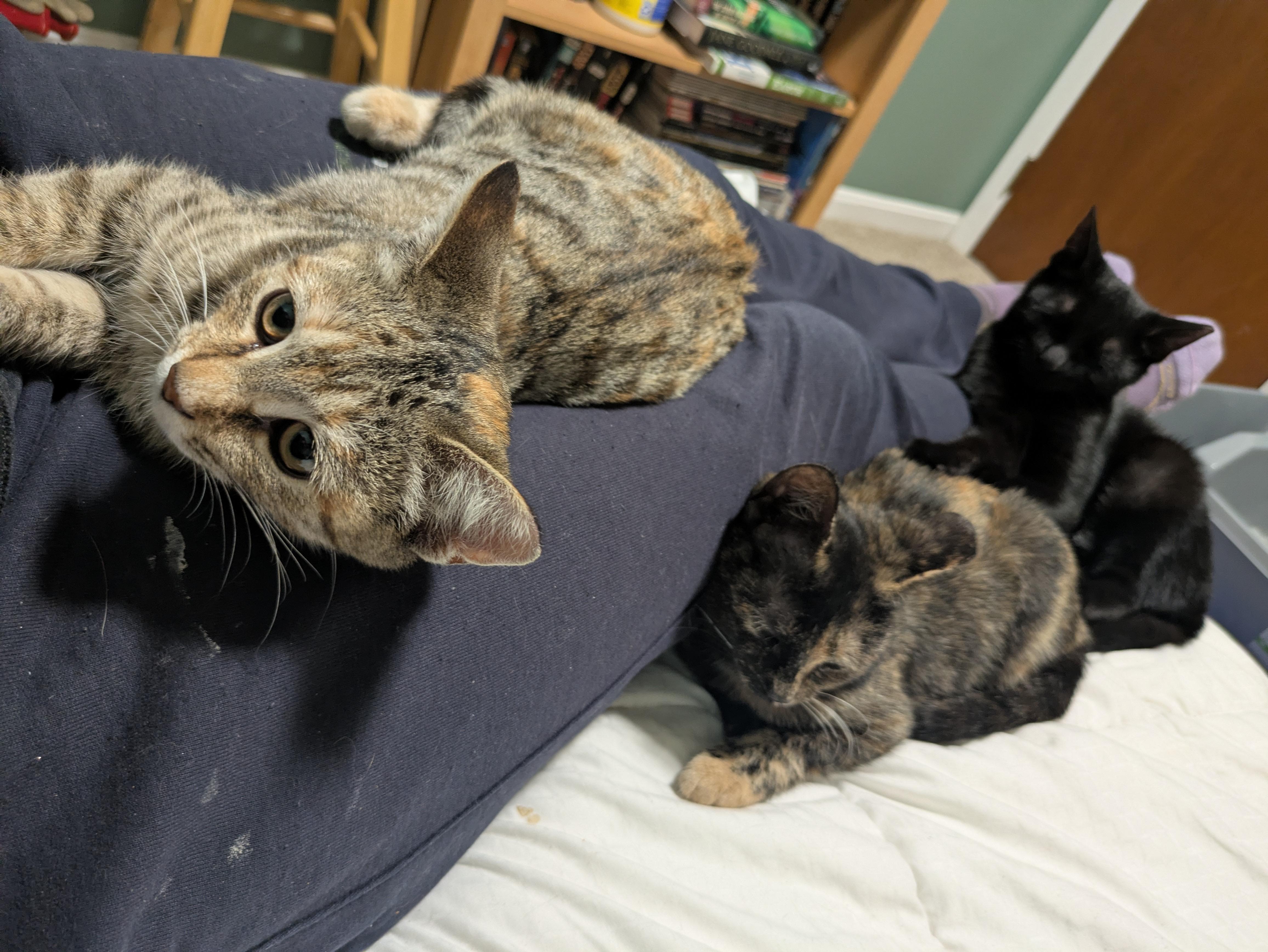 Enlarge Miette, a ADOPTABLE Domestic Short Hair in Washington Grove, MD image 4/4