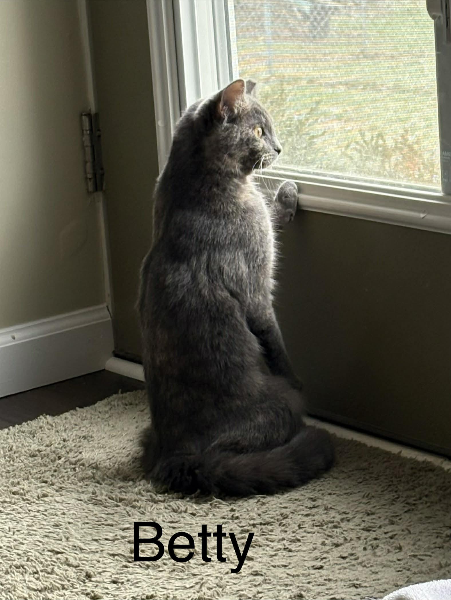 Betty, adopted, Young Female Domestic Short Hair.