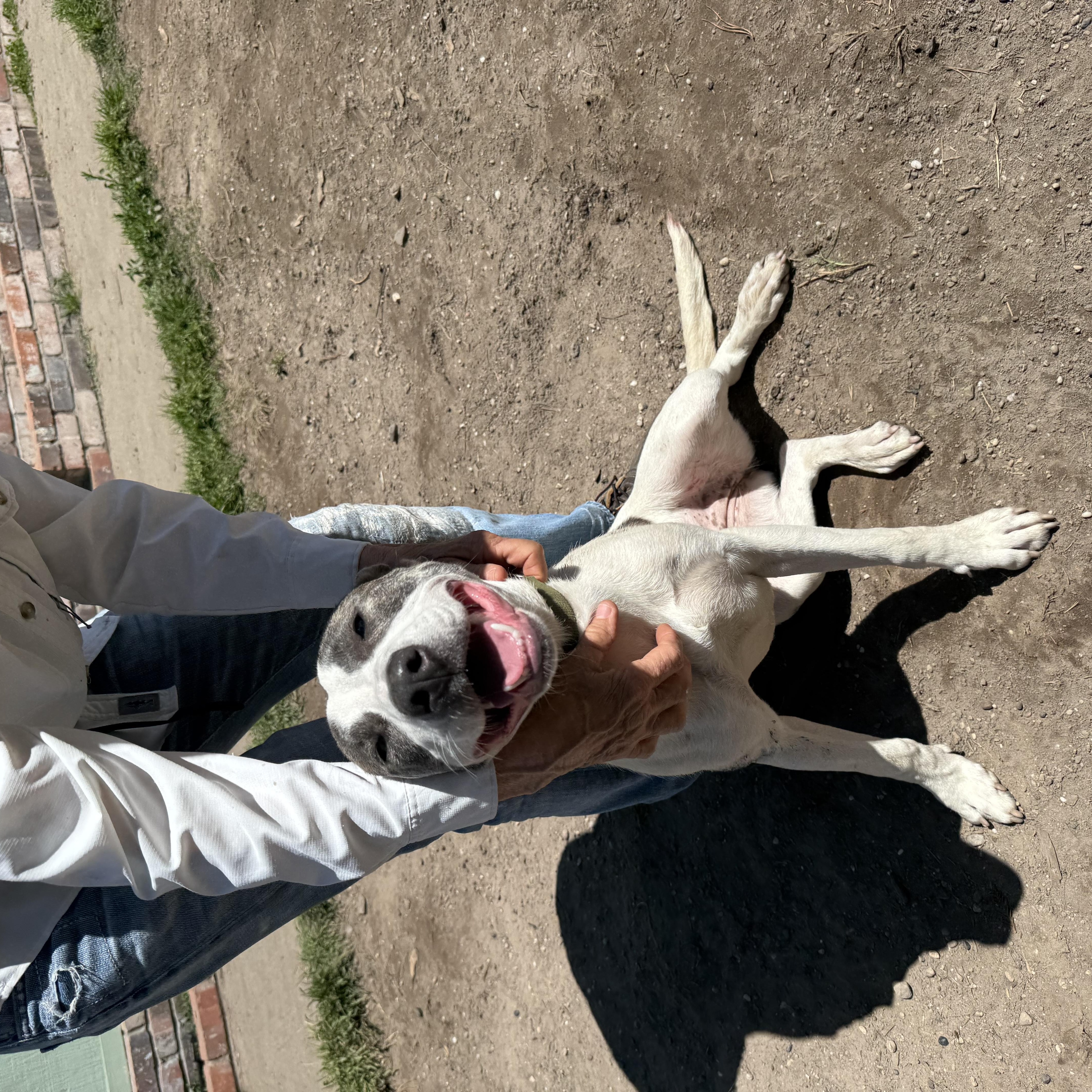 Tansy, a ADOPTABLE Pit Bull Terrier in Petaluma, CA image 2/5