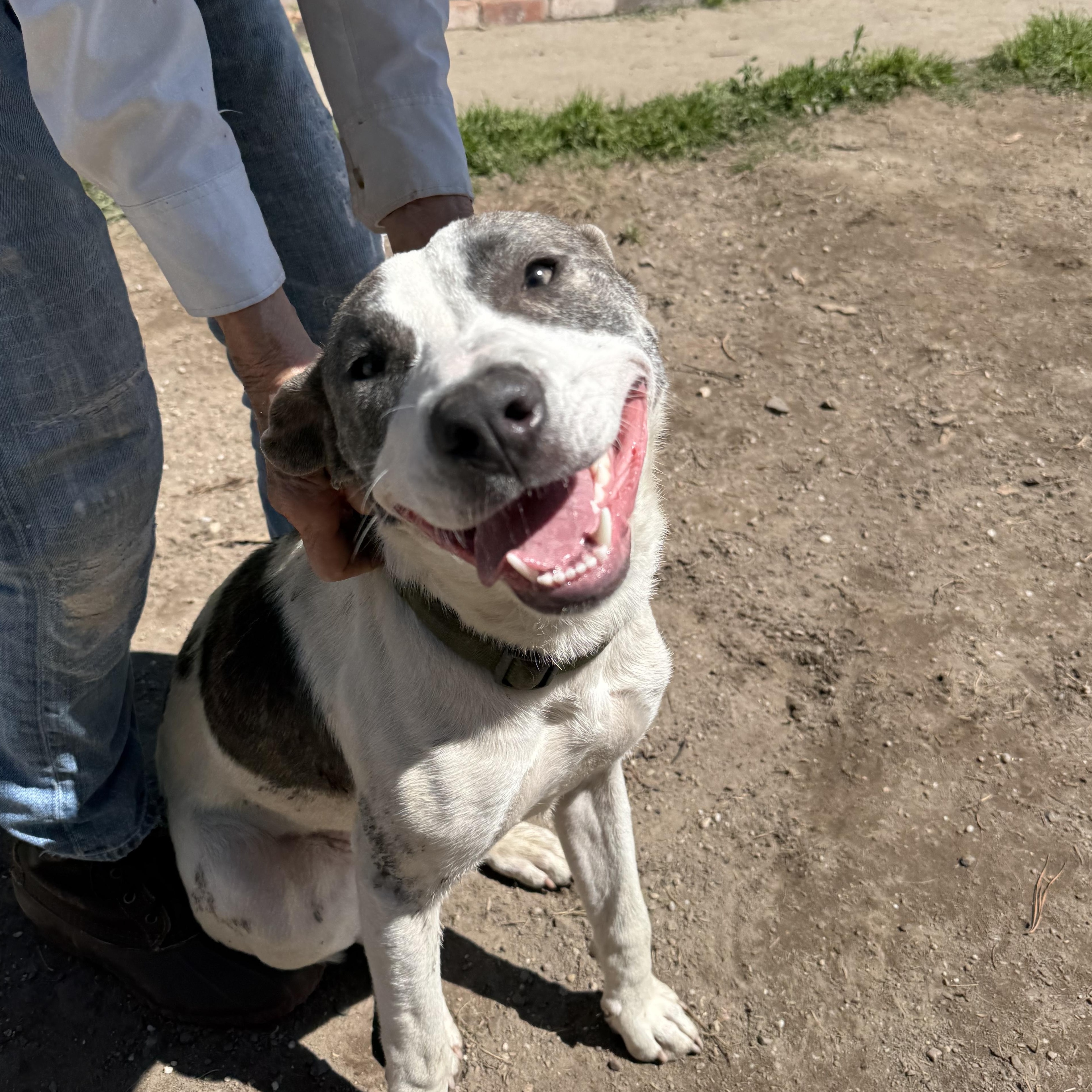 Tansy, a ADOPTABLE Pit Bull Terrier in Petaluma, CA image 1/5