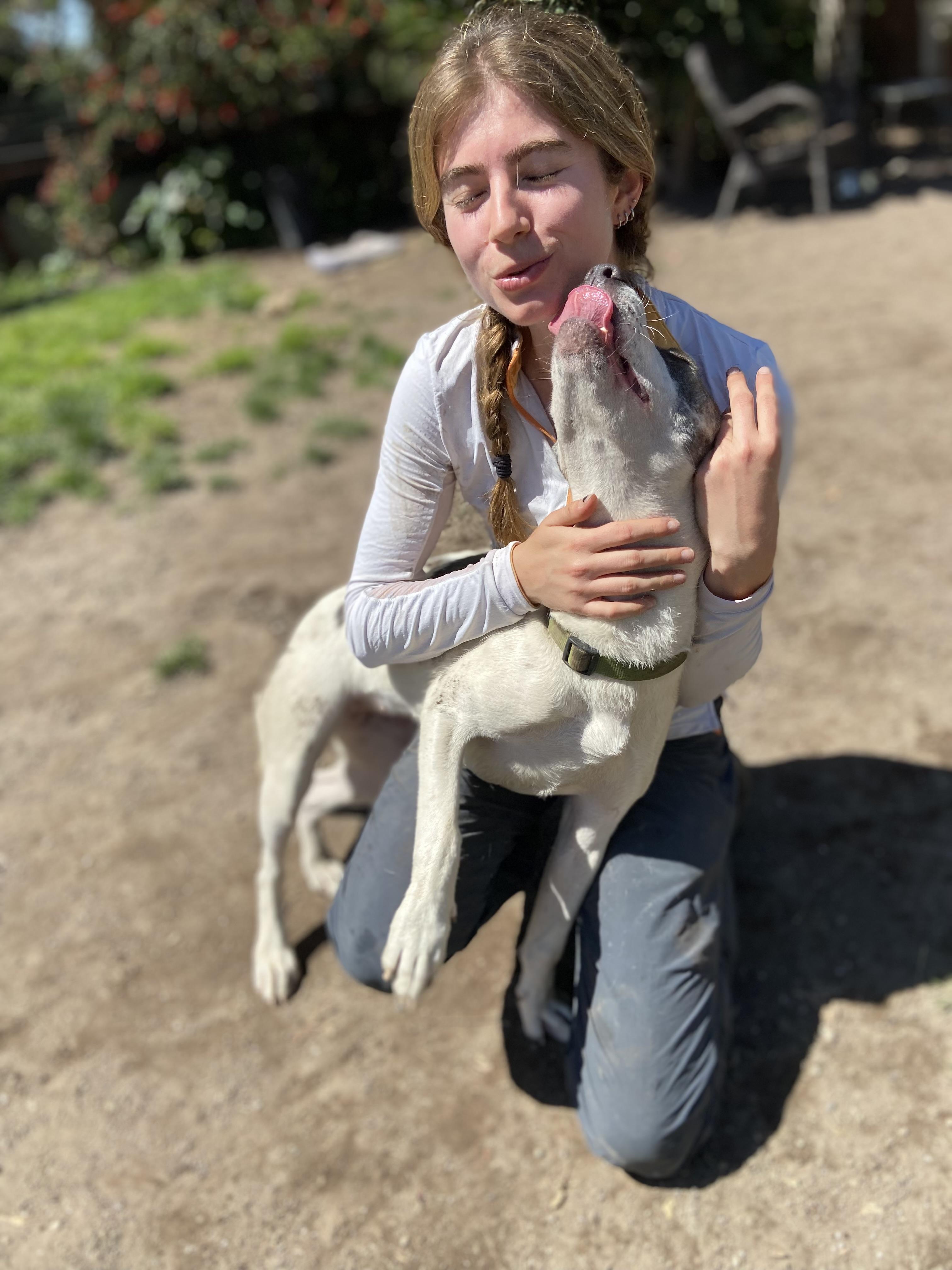 Tansy, a ADOPTABLE Pit Bull Terrier in Petaluma, CA image 5/5