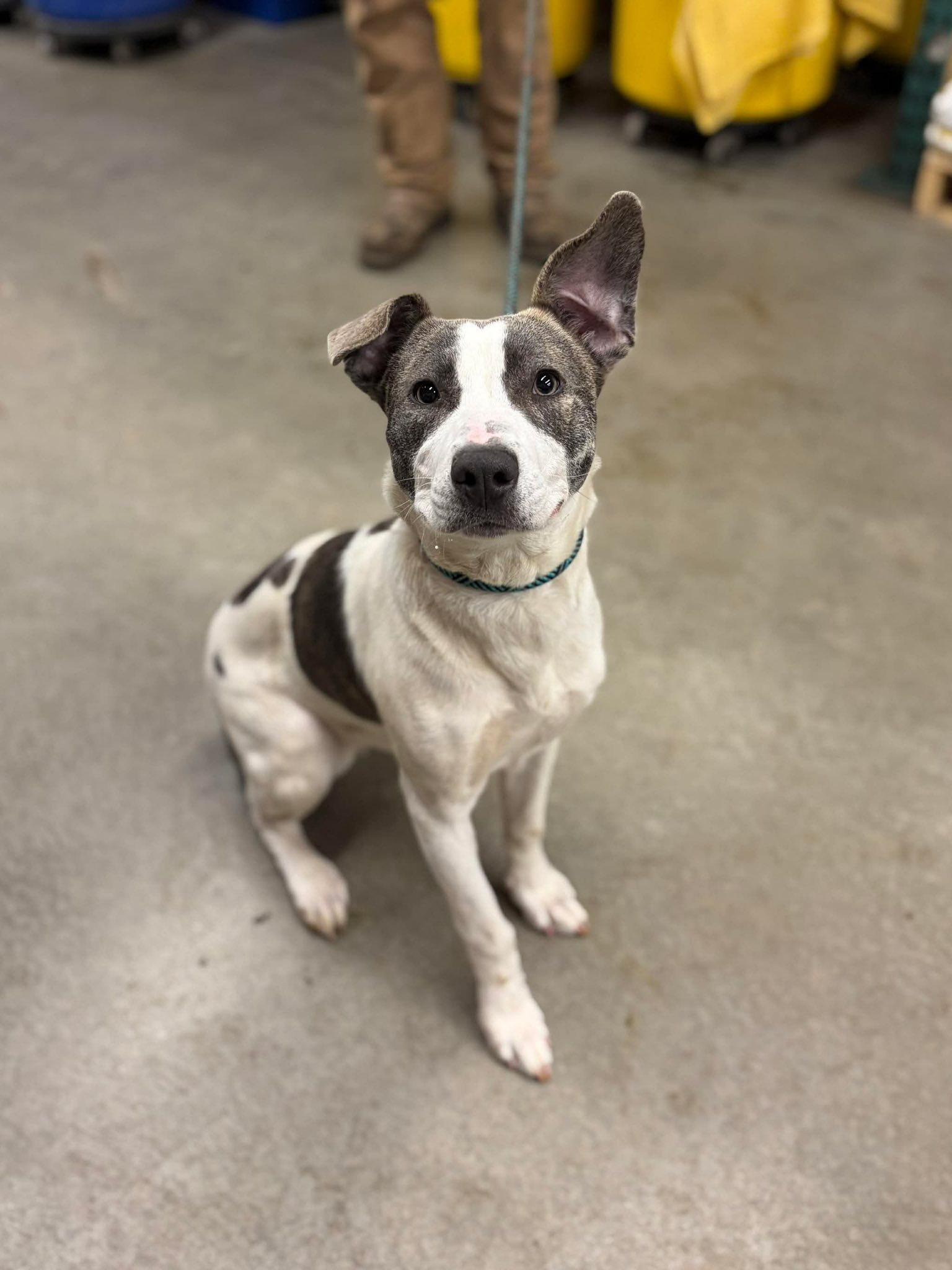 Tansy, a ADOPTABLE Pit Bull Terrier in Petaluma, CA image 3/5