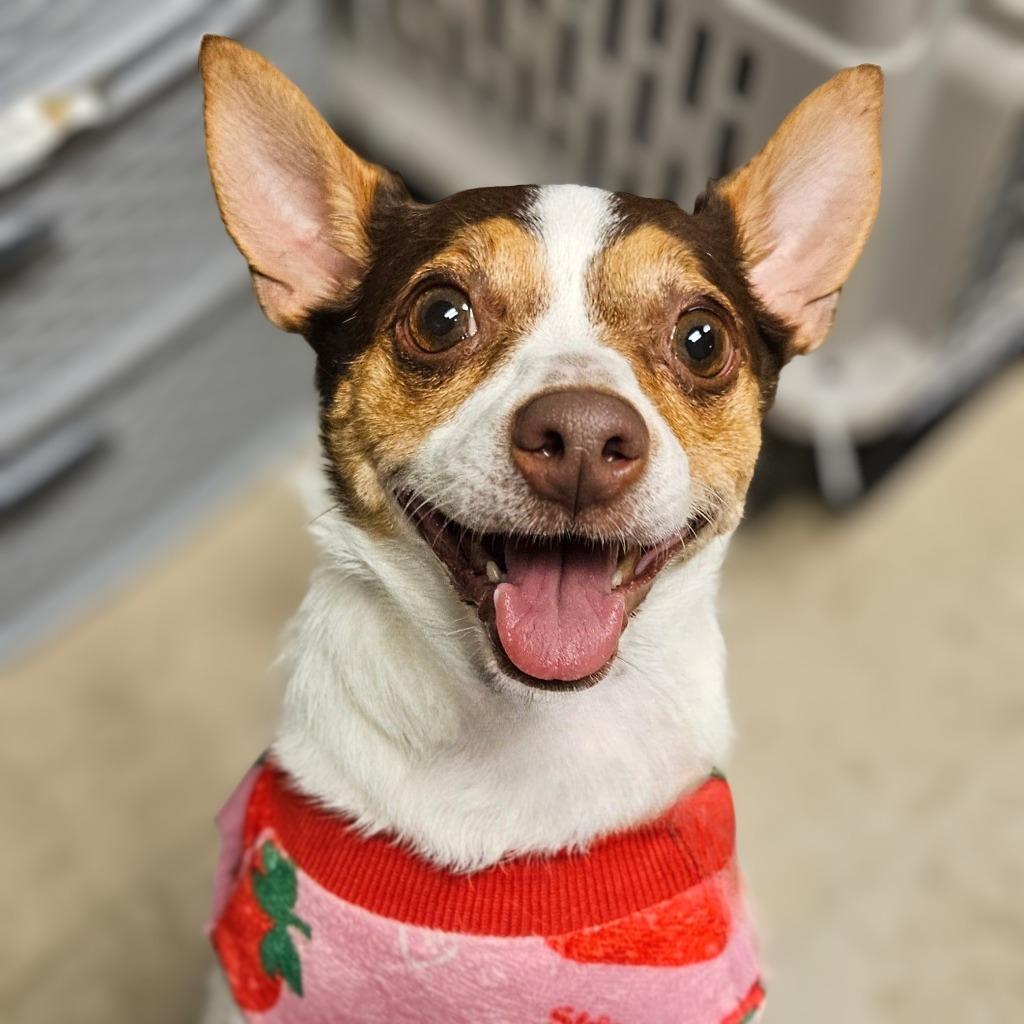 Enlarge Winnie, a Adoptable Rat Terrier in Barron, WI image 1/1