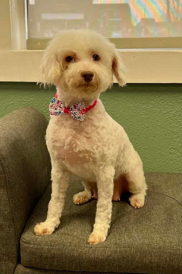 Betty, ADOPTABLE, Adult Female Poodle.