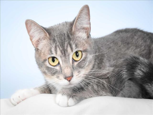 Enlarge FUSILLI, a Adoptable Domestic Short Hair in Loveland, CO image 1/1