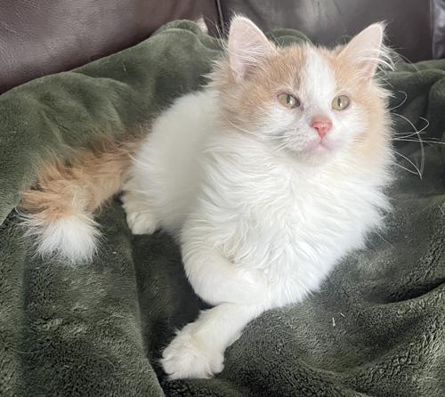 Enlarge Lucky Charms, a Adoptable Domestic Long Hair in Amery, WI image 2/3