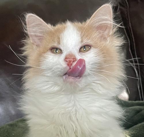 Lucky Charms, Adoptable, Young Male Domestic Long Hair.