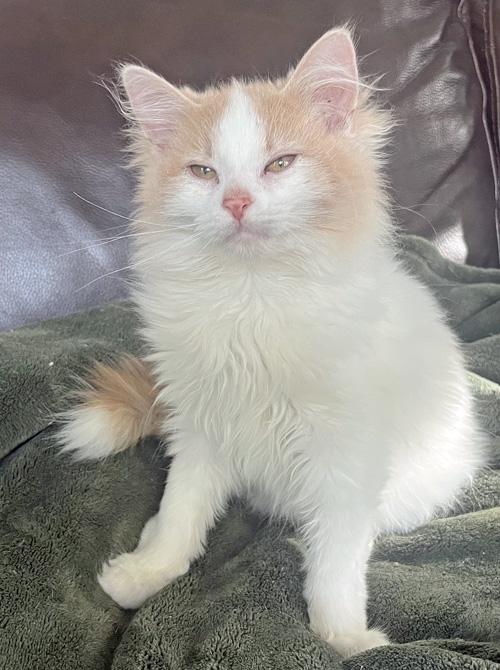 Enlarge Lucky Charms, a Adoptable Domestic Long Hair in Amery, WI image 3/3