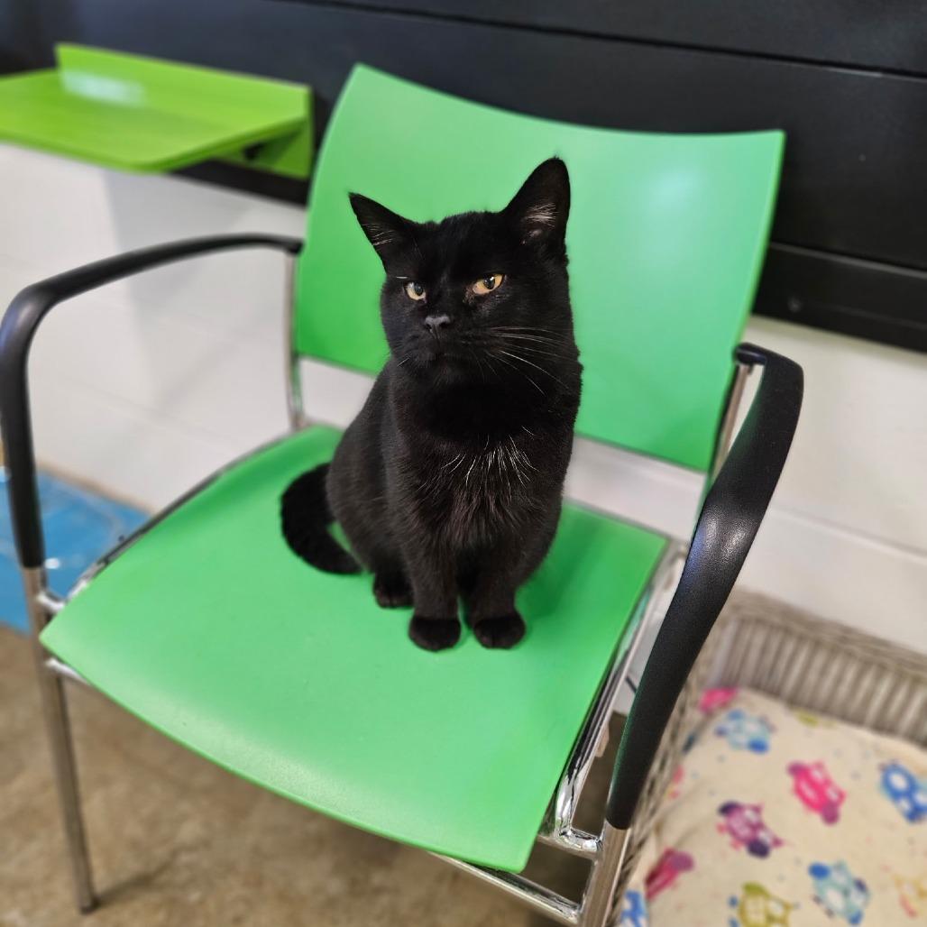 Enlarge Ollie, a Adoptable Domestic Short Hair in Jasper, IN image 1/1
